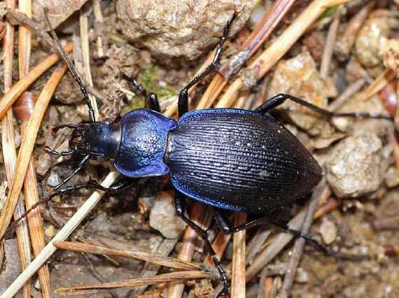 Carabus Problematicus