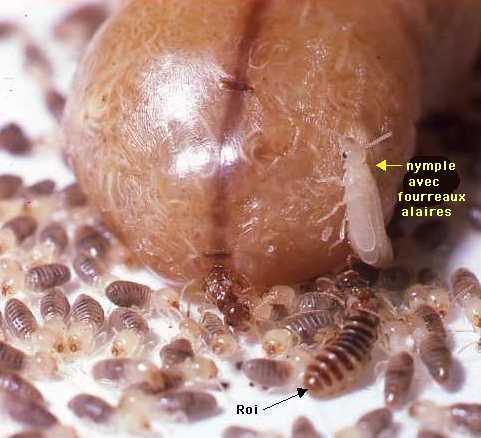 Cephalotermes-rectangularis-Roi.jpg