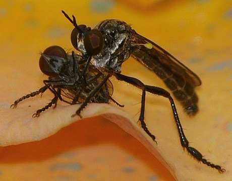 Insecta De Mouches De Voleur : Diptère : Asilidae Que La Mouche