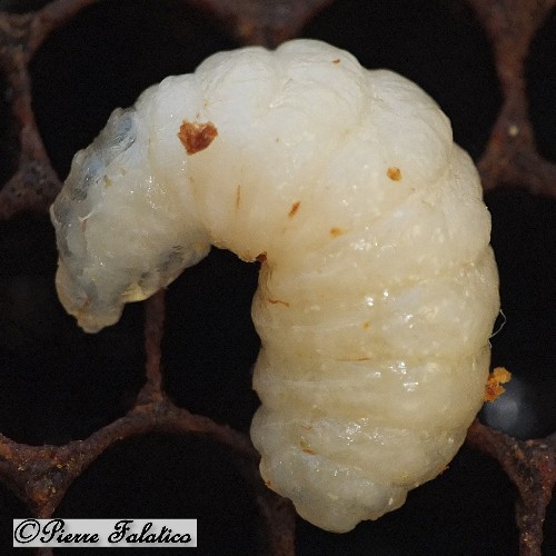 25_larve_male_issue_d_abeille_ouvriere.jpg