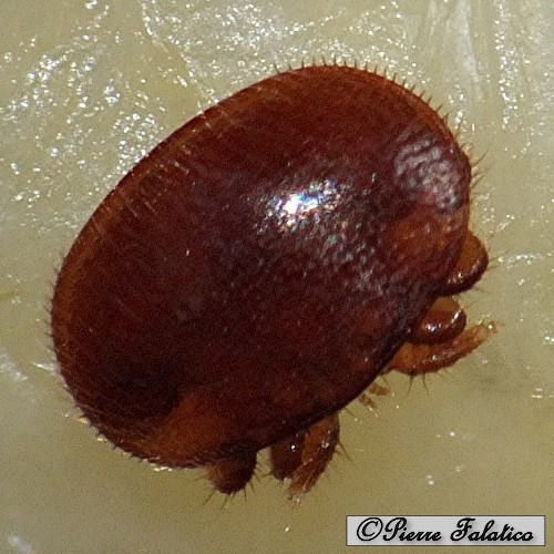 39_varroa.jpg