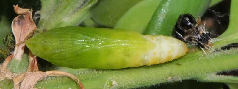 pyrale_du_buis_chrysalide_5.jpg