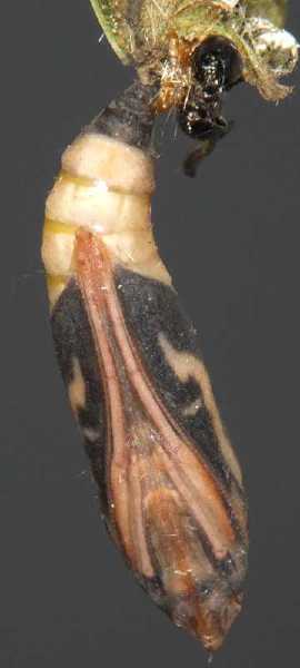 pyrale_du_buis_chrysalide_emergence.jpg