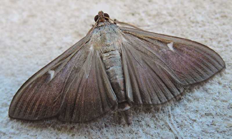pyrale_du_buis_forme_brune_7.jpg