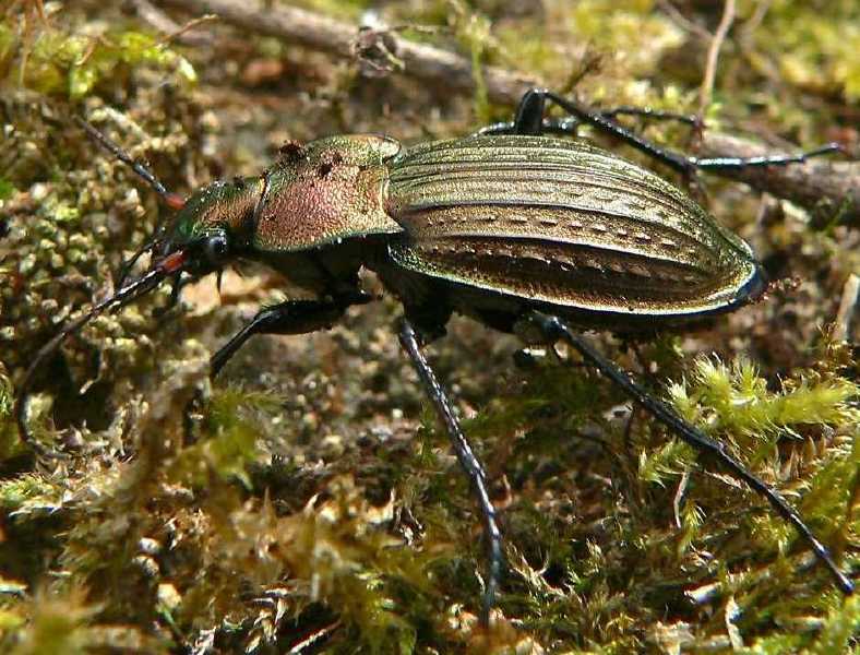 carabus_cancellatus_dolens___copie.jpg