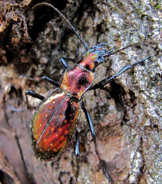 carabus_rutilans___copie.jpg