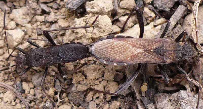 alydus_calacaratus_copula.jpg