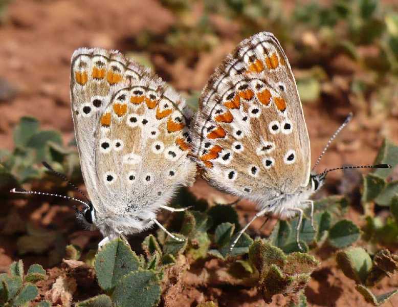 aricia_cramera_copula.jpg