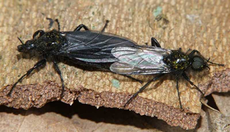 bibio_marci_copula_2.jpg