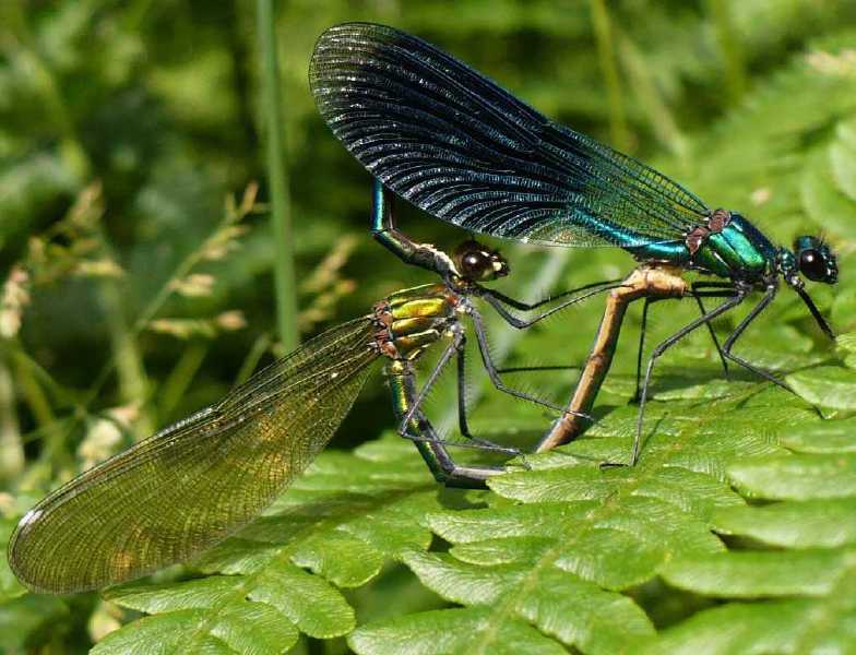 calopteryx_splendens_copula_1.jpg