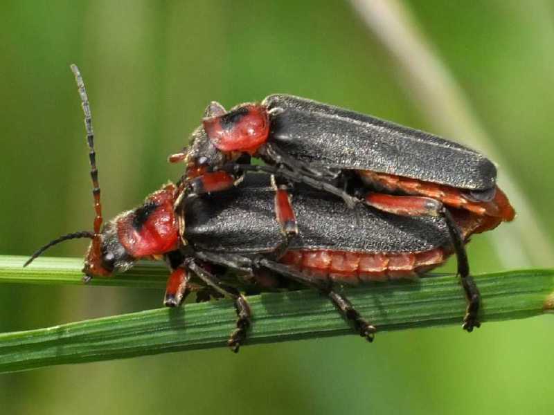 cantharis_rustica_copula.jpg