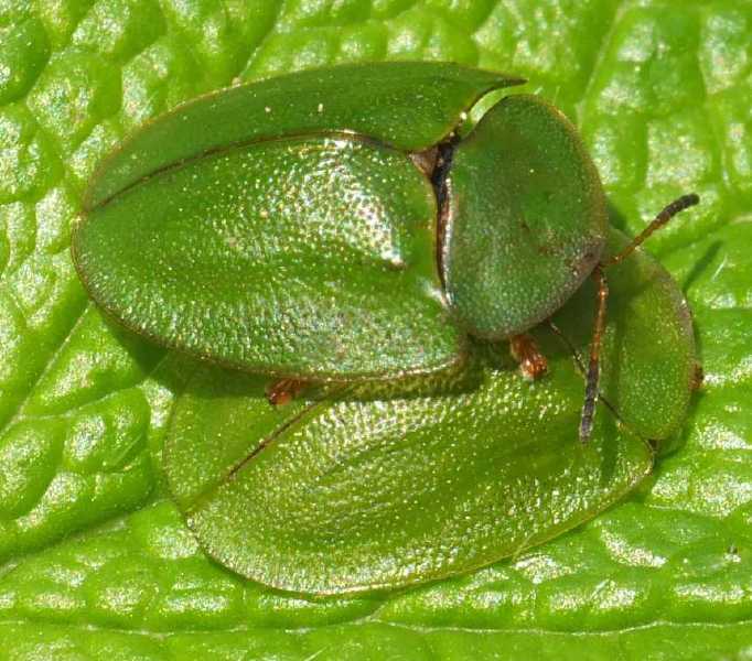 cassida_viridis_precopula.jpg