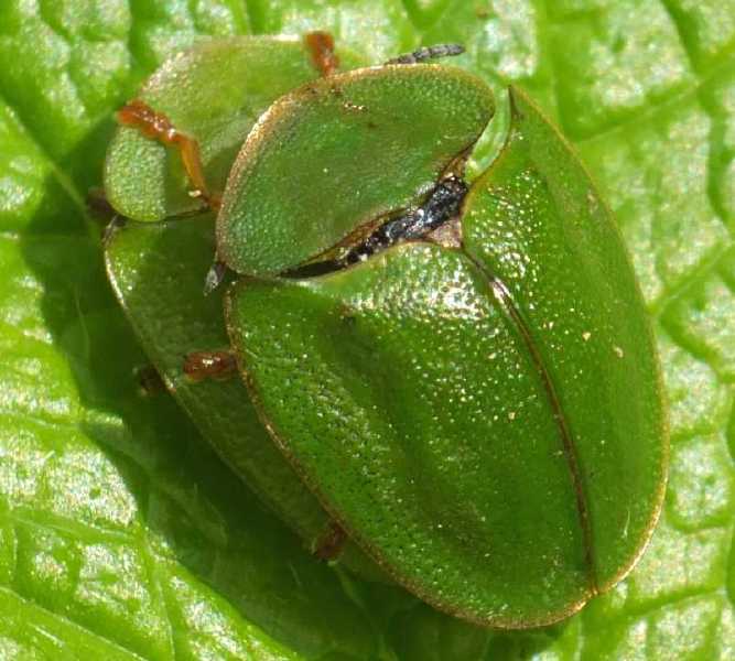 cassida_virids_copula.jpg