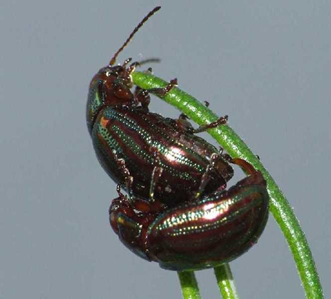 chrysolina_americana.jpg