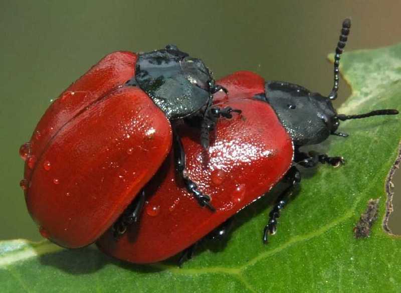 chrysomela_populi_copula.jpg