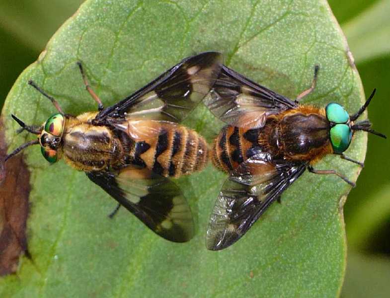 chrysops_relictus_copula.jpg