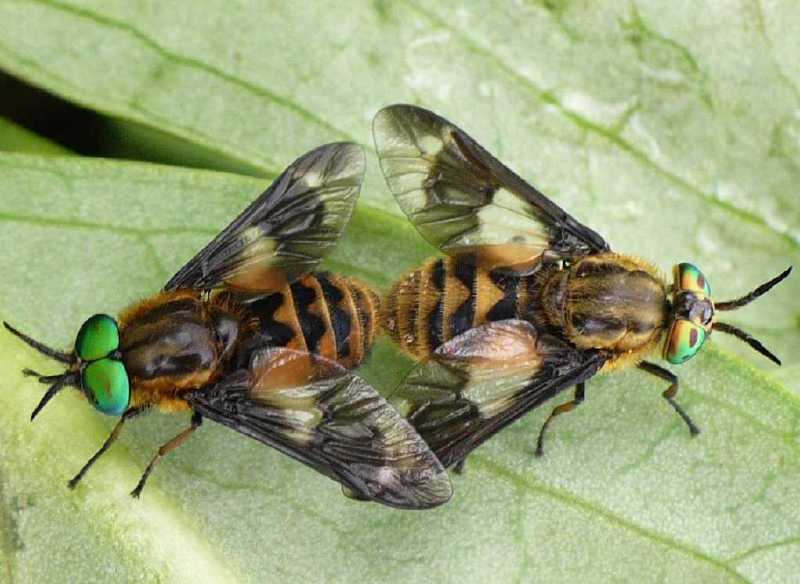 chrysops_relictus_copula_1.jpg