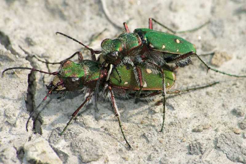 cicindela_campestris_copula.jpg