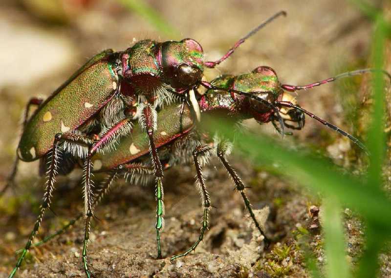 cicindela_campestris_copula_1.jpg