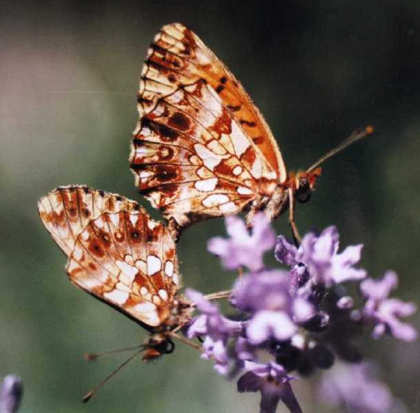 clossiana_dia_copula.jpg