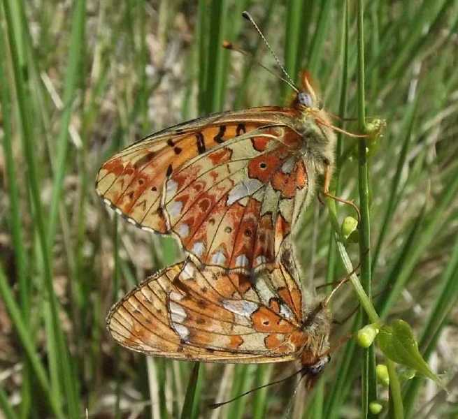 clossiana_euphrosyne_copula.jpg
