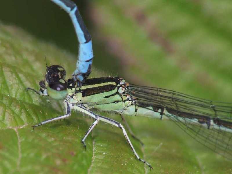 coenagrion_mercuriale_tandem_1.jpg
