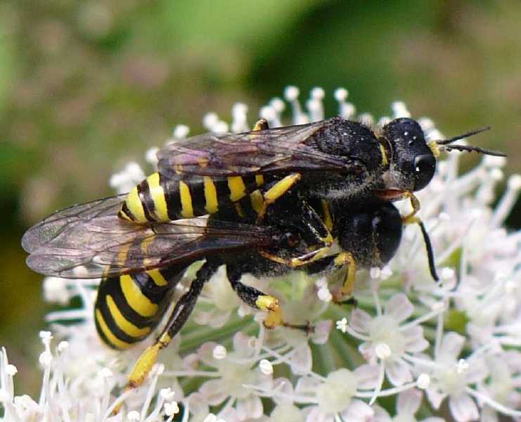 ectemnius_cavifrons_copula_1.jpg