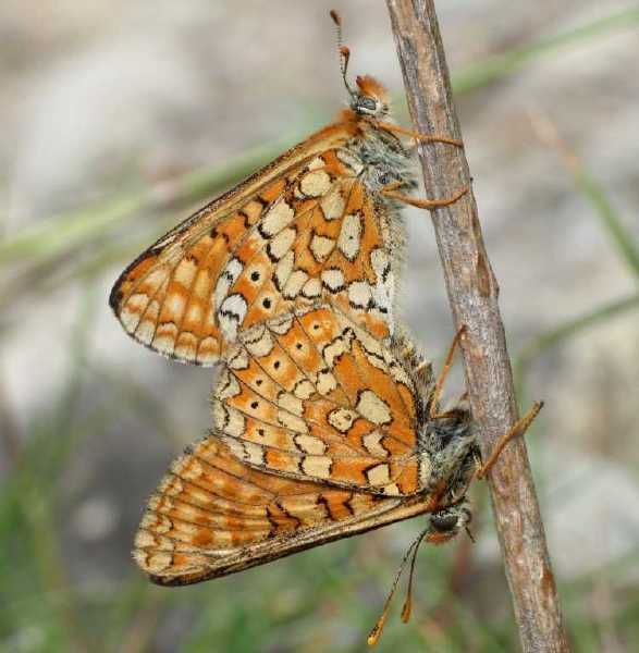 euphydryas_aurinia_copula_2.jpg