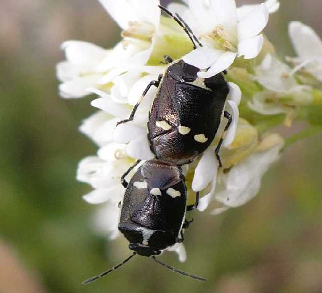 eurydema_oleraceum_copula.jpg