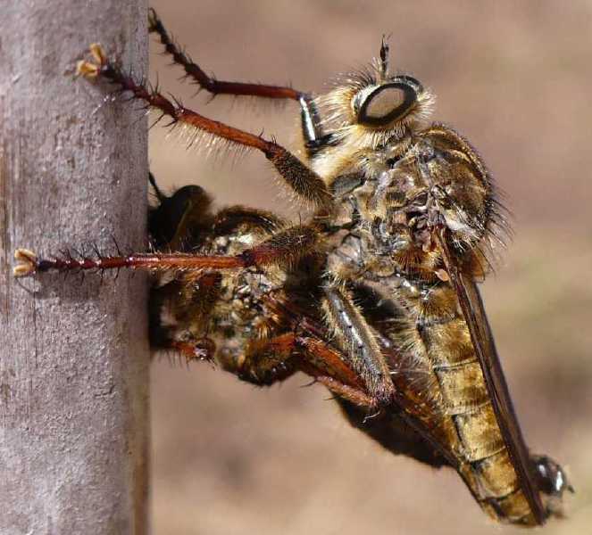 eutolmus_rufibarbis_copula.jpg