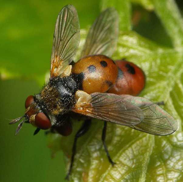 gymnosoma_sp_copula.jpg