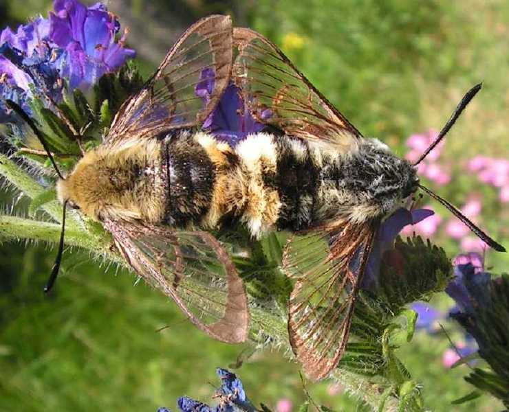 hemaris_fuciformis_copula.jpg
