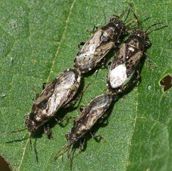 heterogaster_urticae_copula_1.jpg