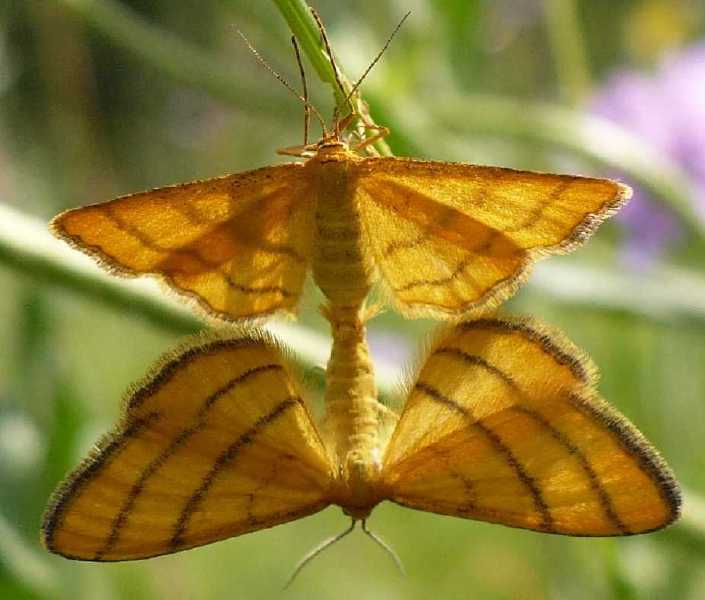 idaea_aureolaria_copula.jpg