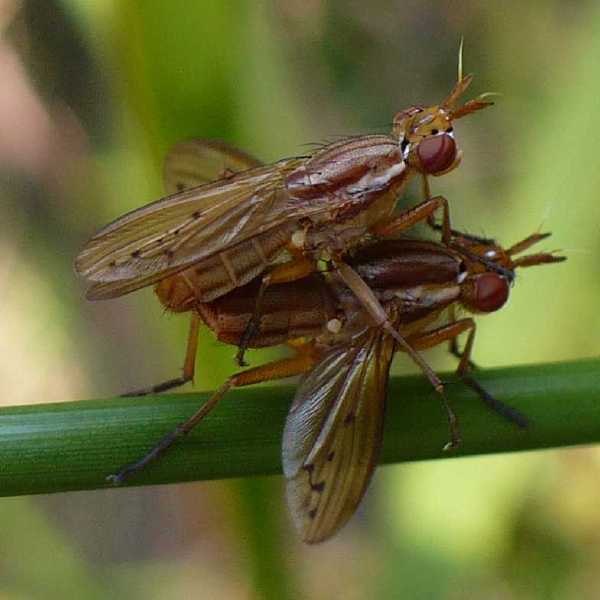 ilione_albiseta_copula_1.jpg
