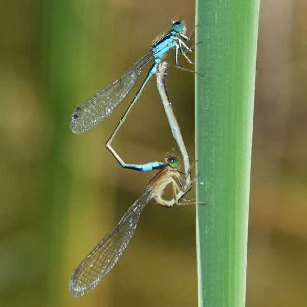 ischnura_elegans_copula.jpg