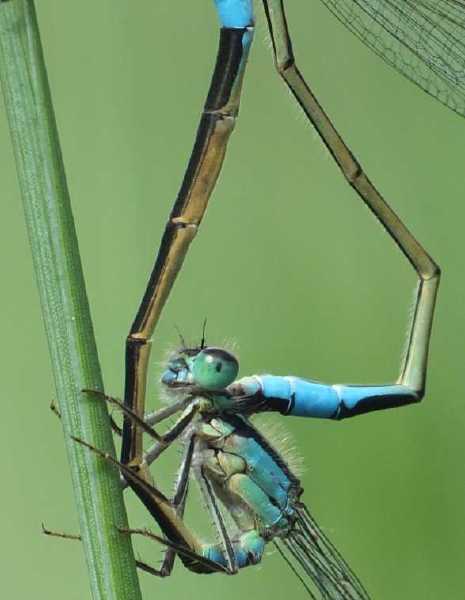 ischnura_elegans_copula_2.jpg