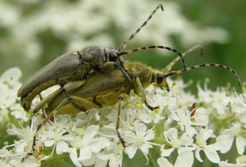 lepturobosca_virens_copula.jpg
