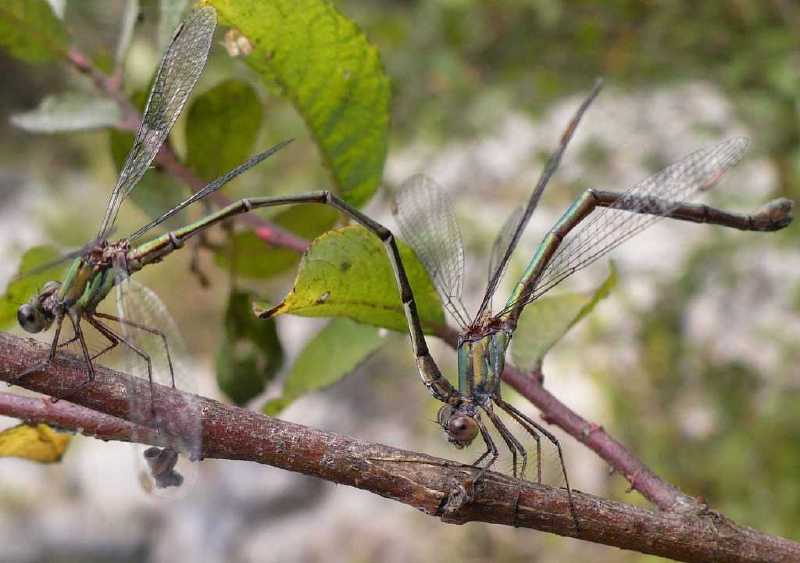 lestes_viridis_tandem.jpg
