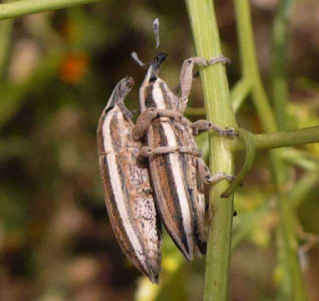 lixus_anguinus_copula.jpg