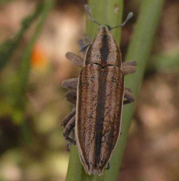 lixus_anguinus_copula_2.jpg