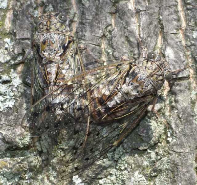 lyristes_plebejus_copula.jpg