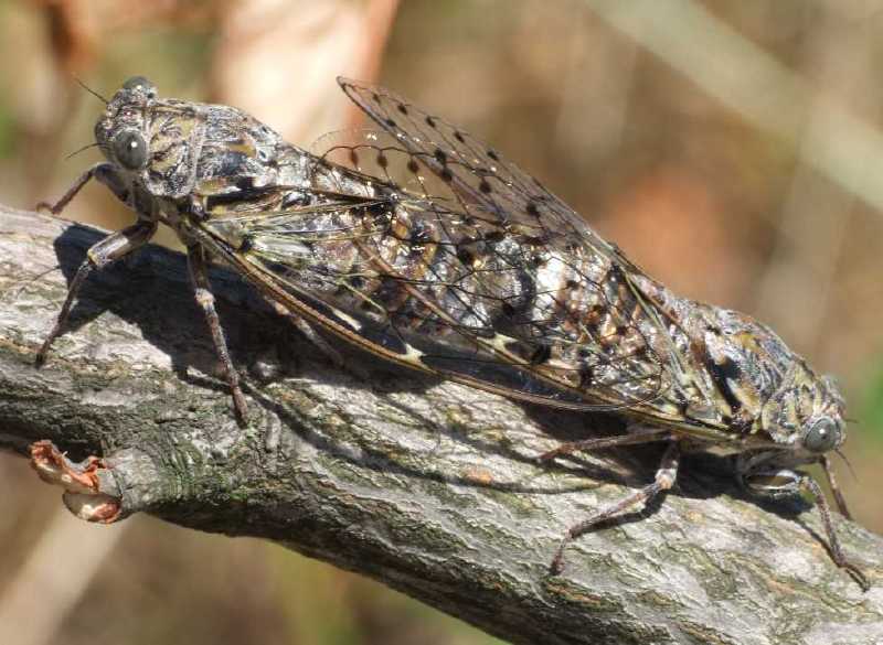 lyristes_plebejus_copula_1.jpg