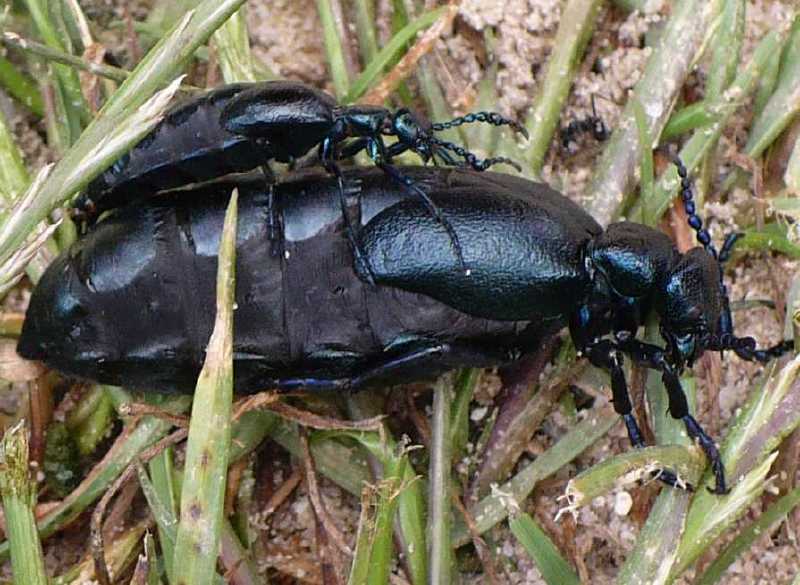 meloe_proscarabeus_copula.jpg