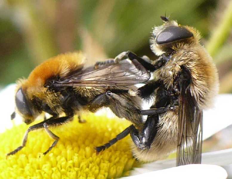 merodon_equestris_copula_1.jpg