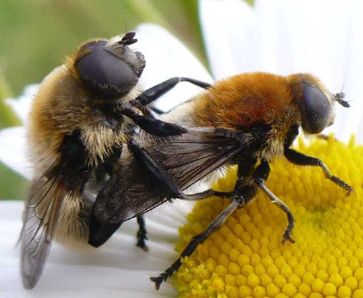 merodon_equestris_copula_2_2.jpg