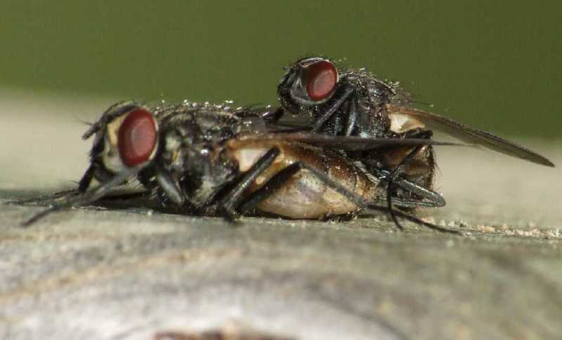 musca_domestica_copula.jpg