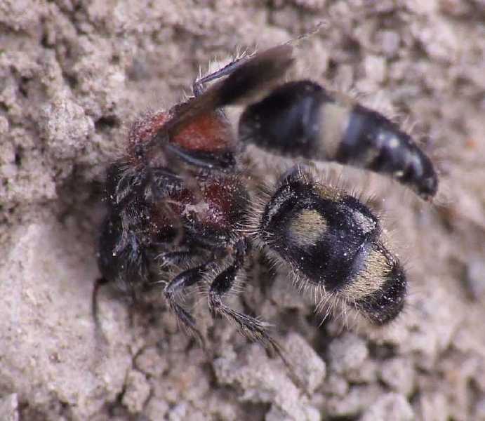myrmilla_bipunctata_copula.jpg