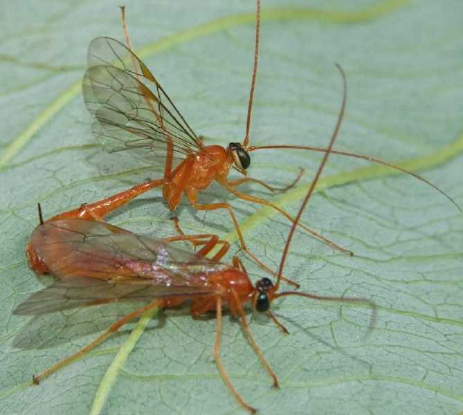 netelia_copula___copie.jpg