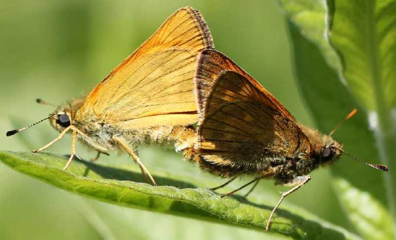 ochlodes_venatus_copula.jpg